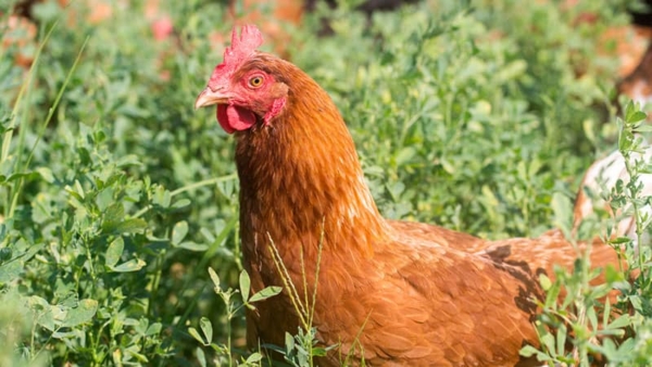Chicken Share