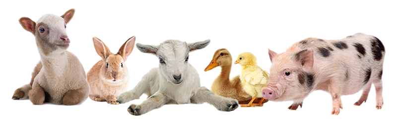 animals