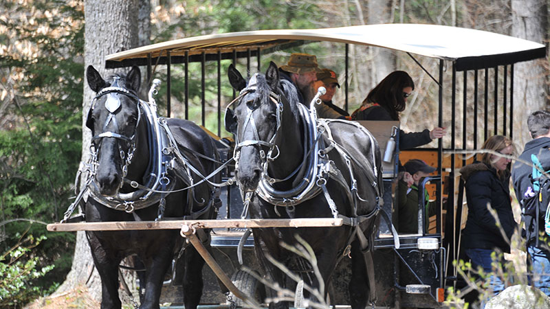 Horse-Drawn Ride Horse-Drawn Ride
