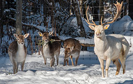 Santa’s Live Reindeer