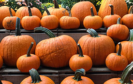 Pumpkin Market Pumpkin Market