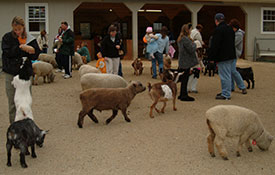Visit the Barnyard Animals Visit the Barnyard Animals