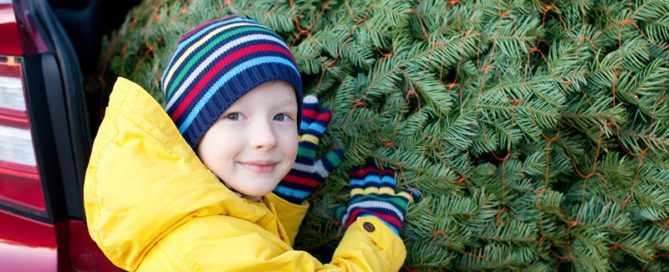 Buy Christmas Tree