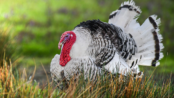Pasture Raised Turkey