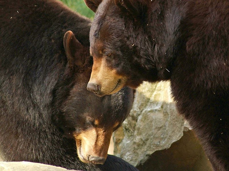 Black Bear