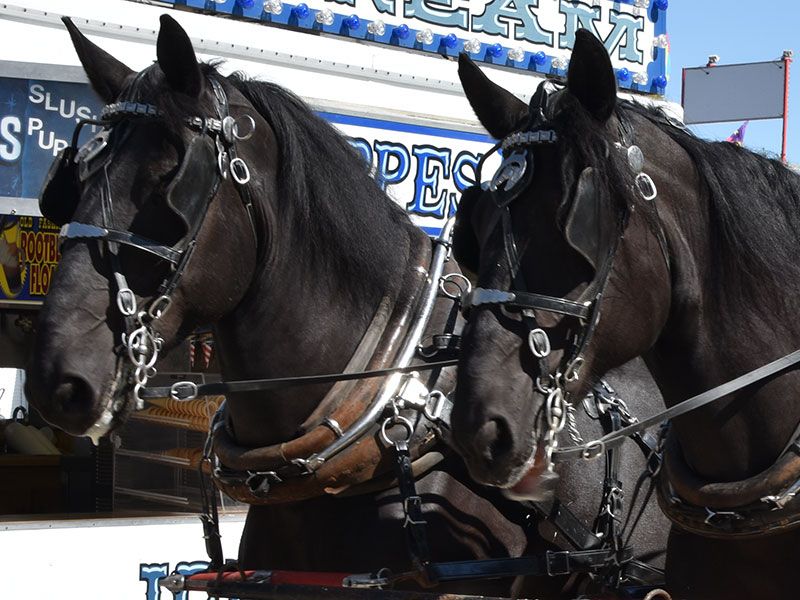 Draft Horses