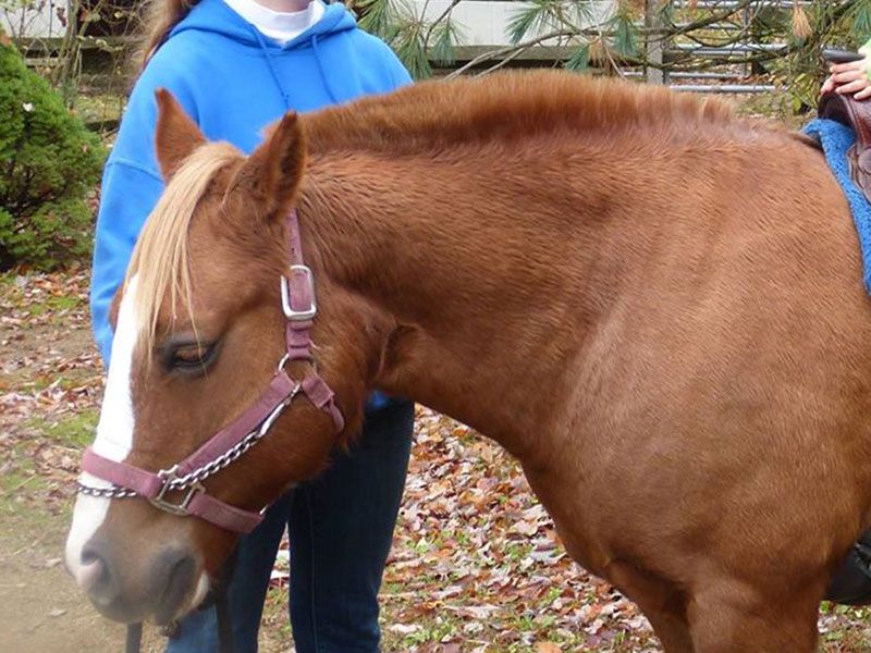 Pony