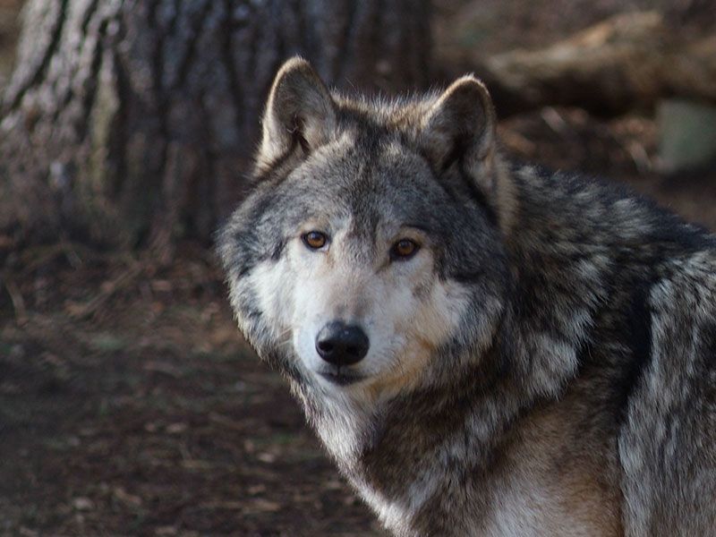 Wolf
