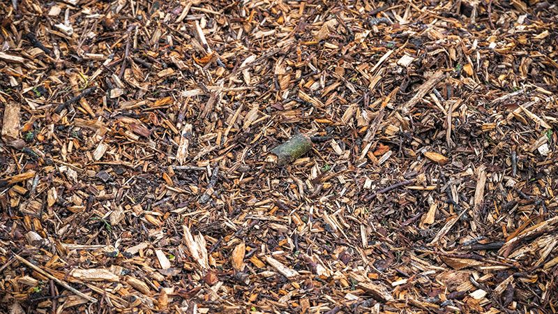 Wood Chips For Sale Wood Chips For Sale