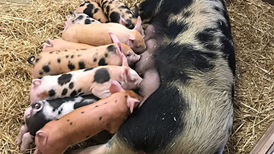 Animal Family Animal Family