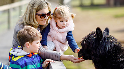 Animal Feeding Session Visit the Barnyard Animals
