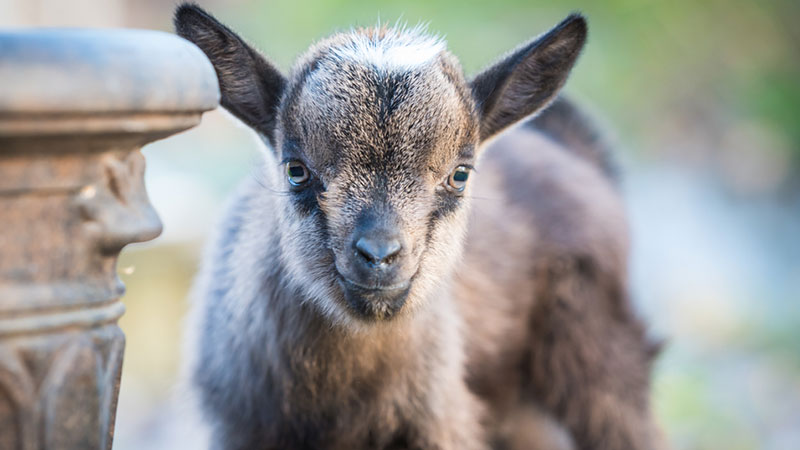 Barnyard Babies & Beyond Barnyard Babies & Beyond
