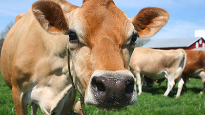 Moo-velous Milking Moments Moo-velous Milking Moments