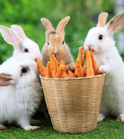Star Dust’s Rabbitry Star Dust’s Rabbitry