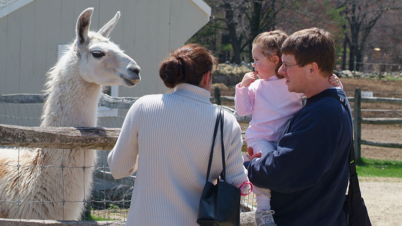 Discover Our Animal Families