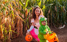 Corn Maze Corn Maze