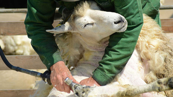 Sheep Shearing Day